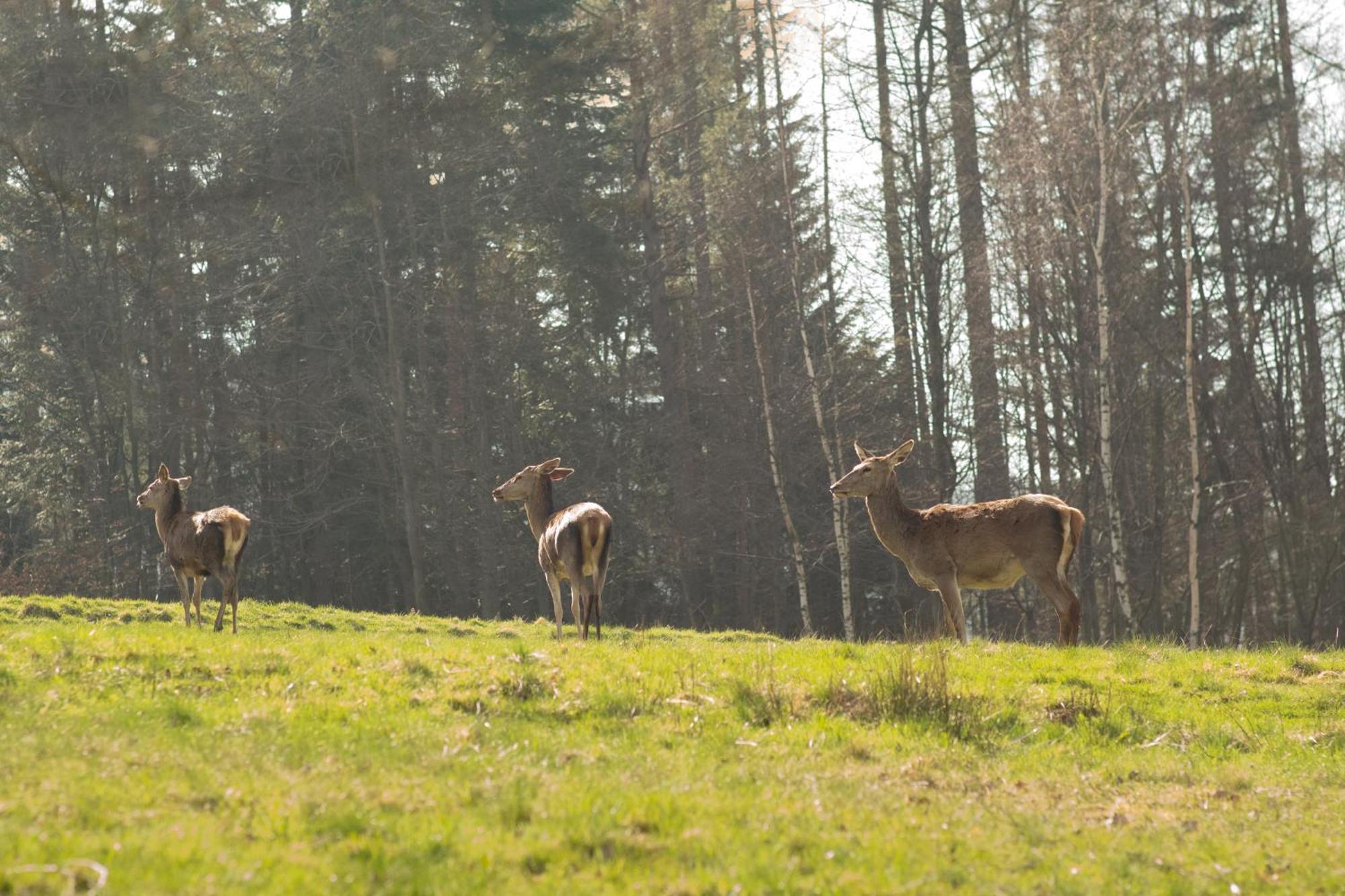 Klimatyczna Chatka U Podnoza Gory Porąbka Exterior foto